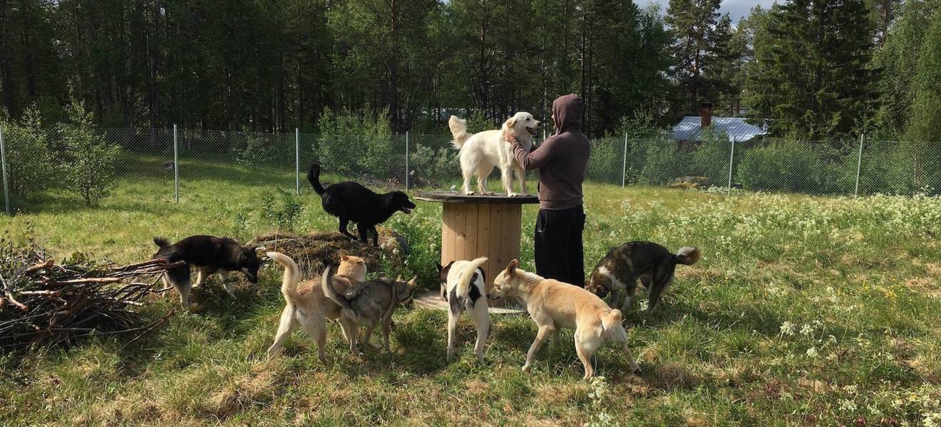 Volunteer Projekt in Schwedisch Lappland