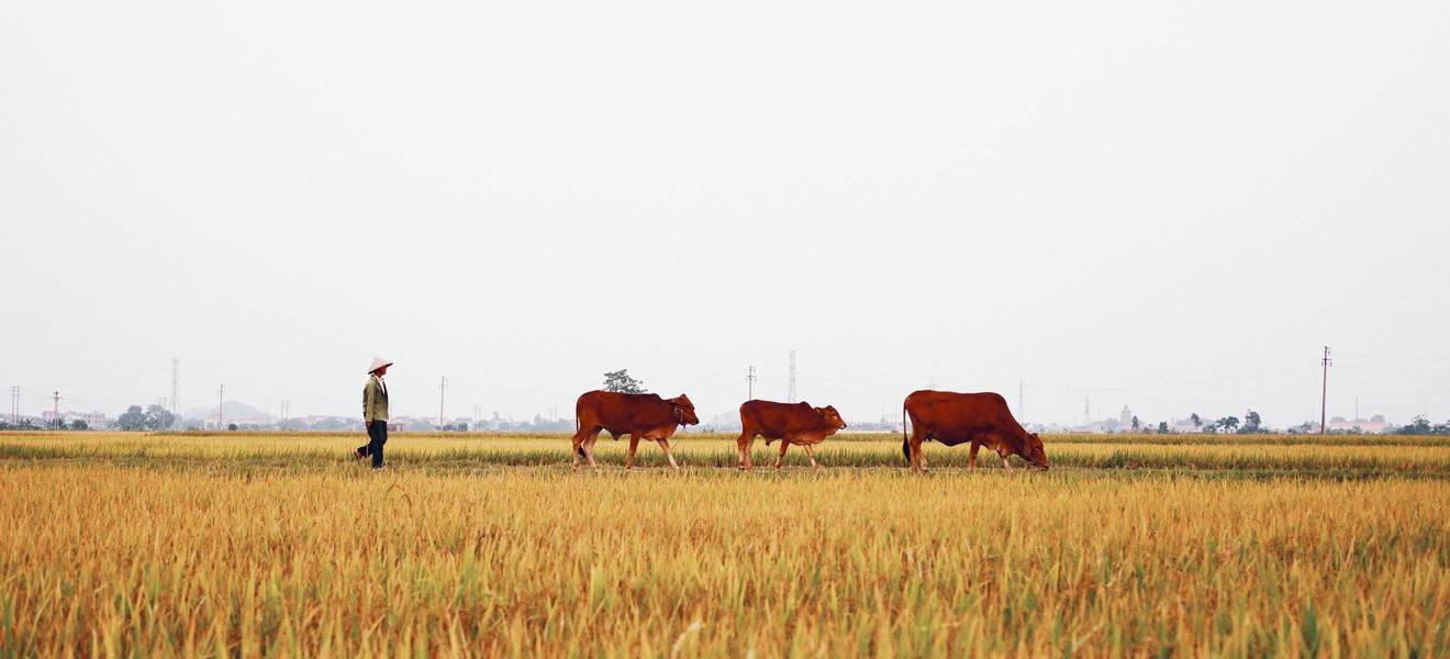 Leiste Freiwilligenarbeit in Nam Dinh in Vietnam