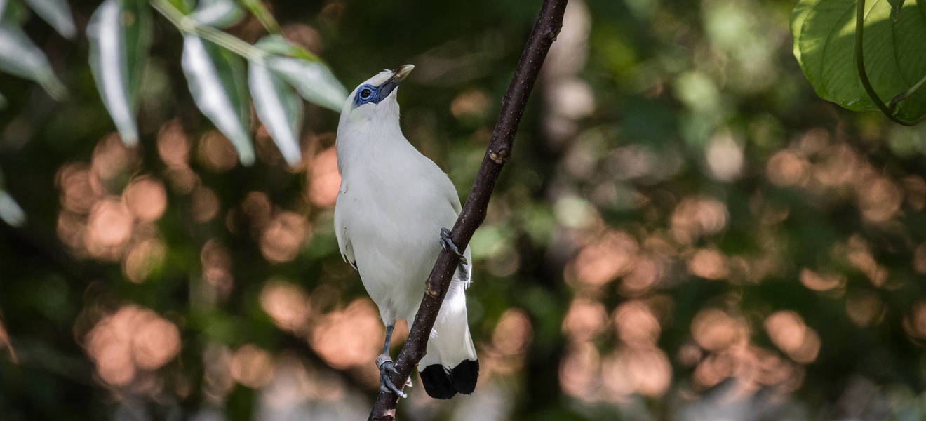 Bird Conservation Project on Nusa Penida
