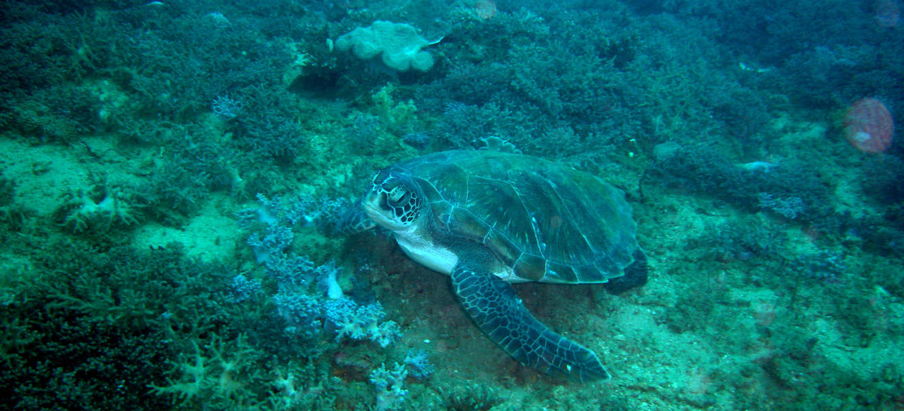 Volunteer Projekt in Msangamkuu