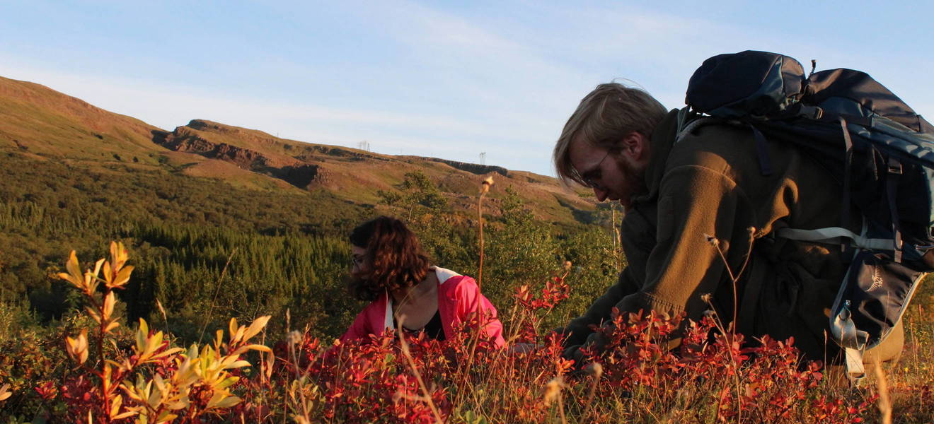 Volunteer Projekt in Reykjavik