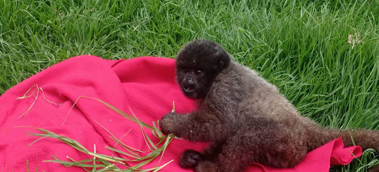 Baby monkey in animal welfare project