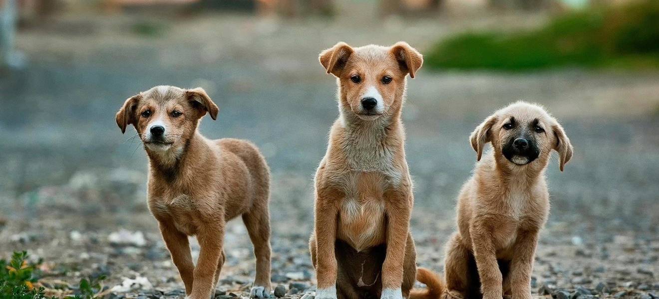 Hundeprojekt auf Kreta