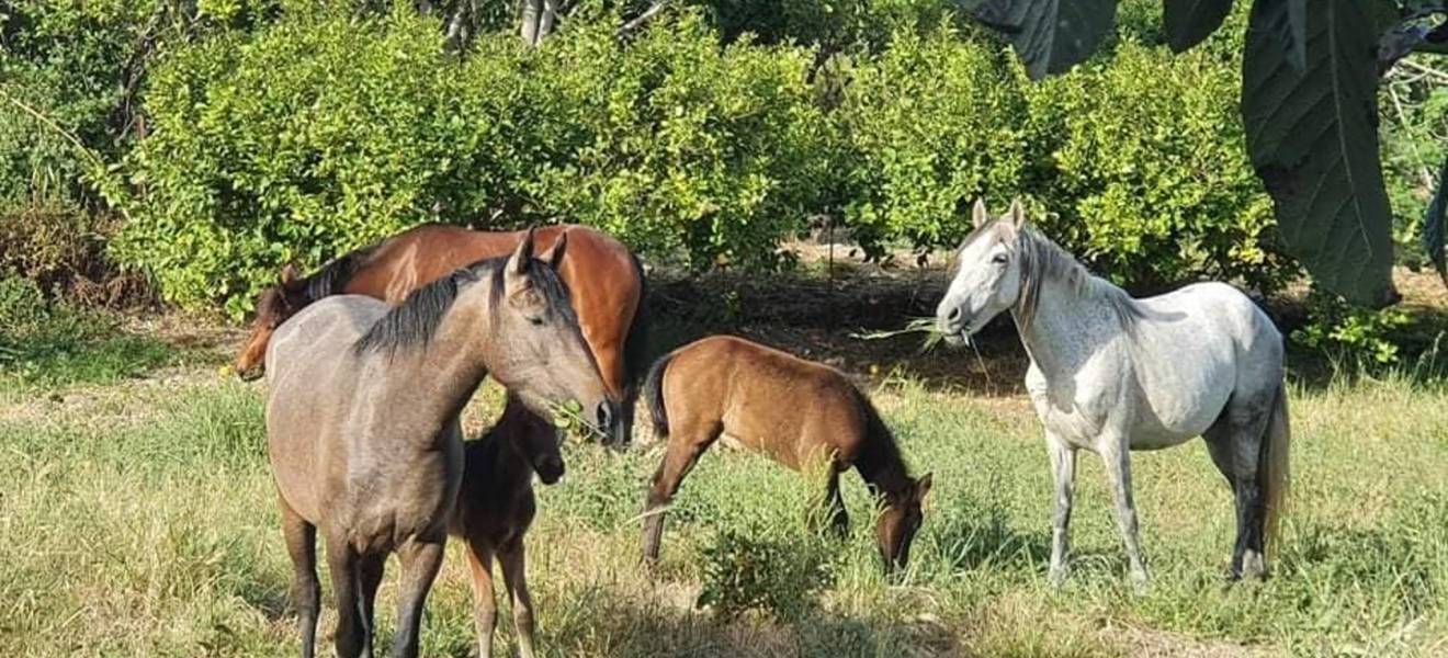 Die Pferde in ihrer natürlichen Umgebung
