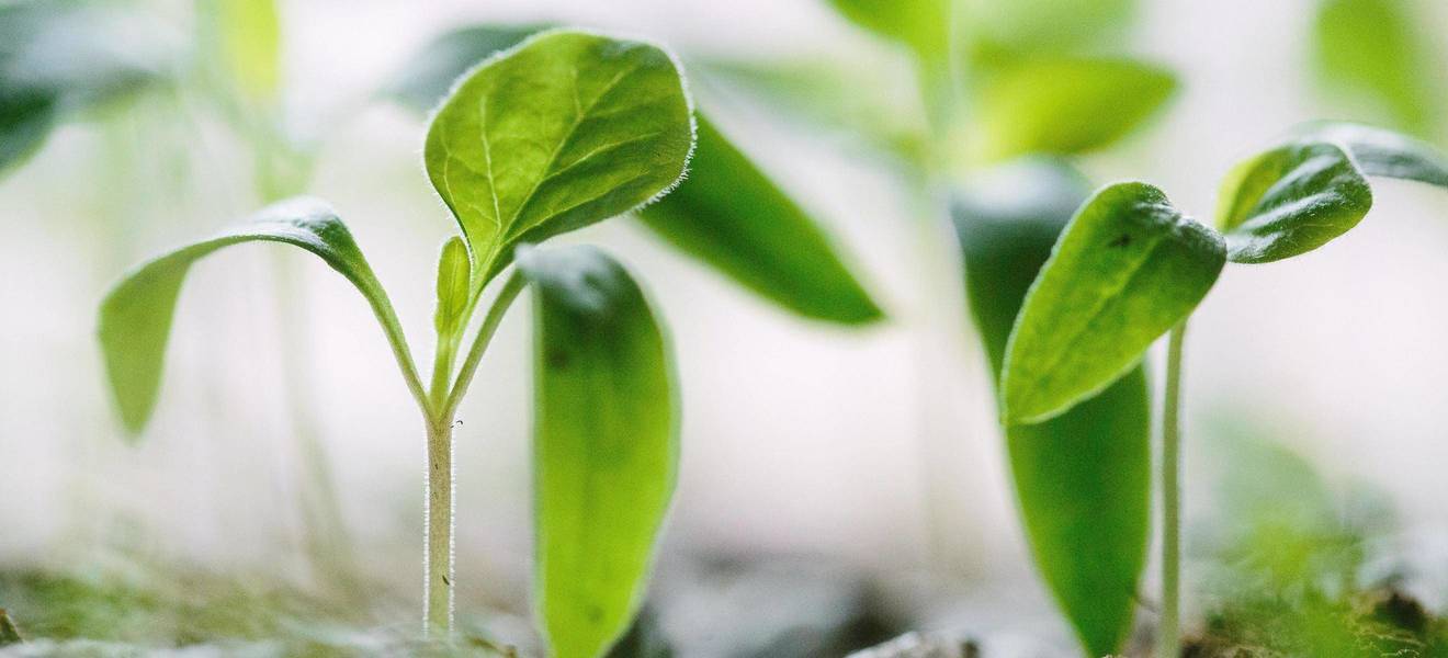 Freiwilligenarbeit in der Eco Community in Ost-Queensland