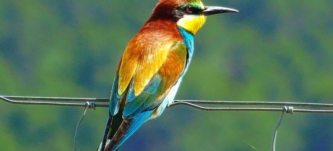 Tierschutz Projekt in Quito, Ecuador