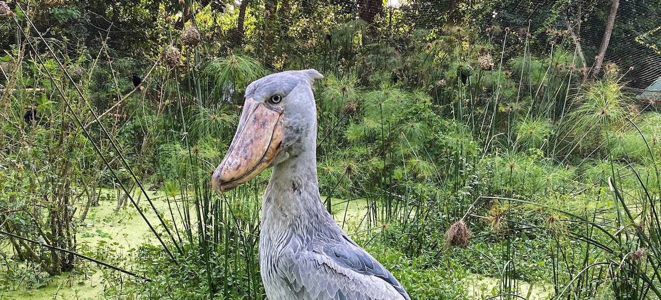Schuhschnabel am Viktoriasee in Uganda