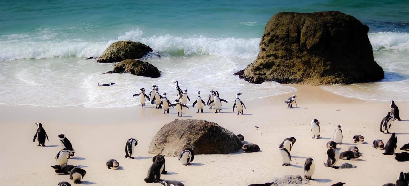 Pinguine am Boulder Beach in Kapstadt
