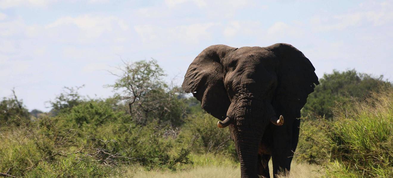 Ausflug im Kruger Nationalpark