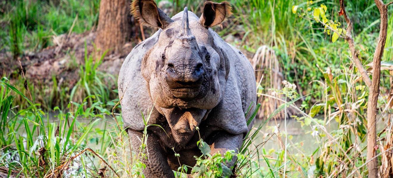 Nashorn in Meghauli in Nepal