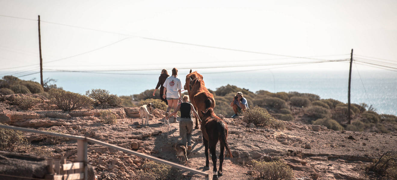 Freiwilligenarbeit Tierschutz Teneriffa, Worum geht's