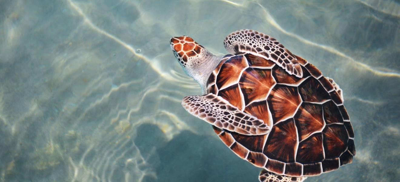 Volunteering mit Schildkröten auf Kreta