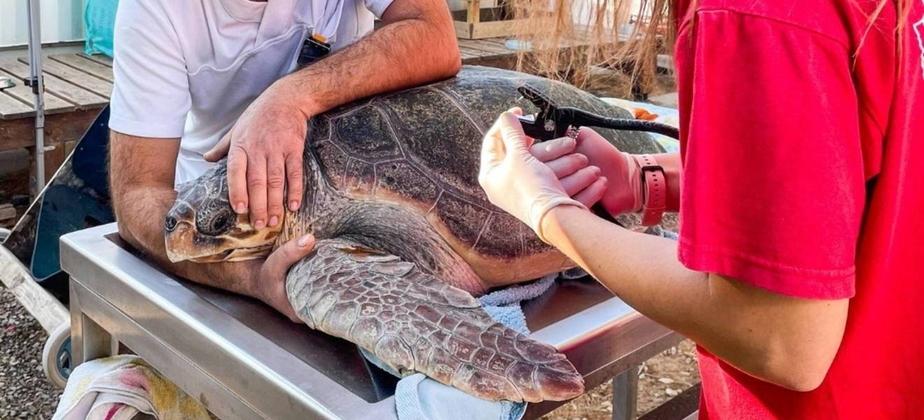 Freiwilligenarbeit Schildkröten Projekt Kreta Aufgaben