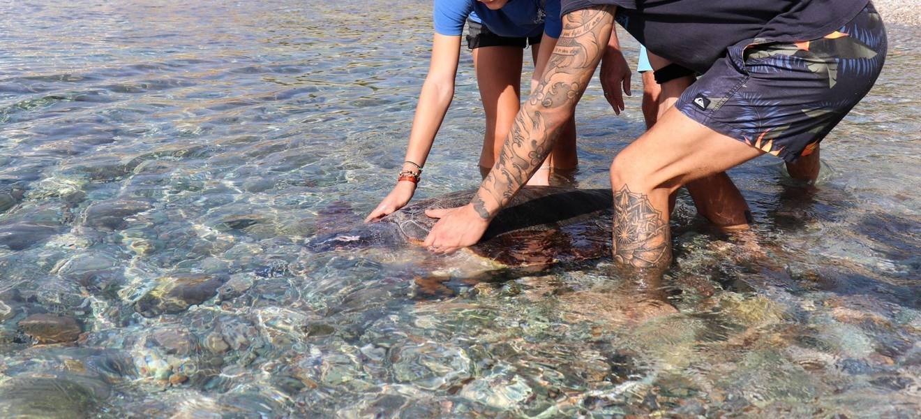 Schildkrötenprojekt auf Kreta