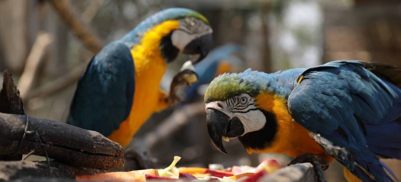 Tiere im Volunteer Projekt