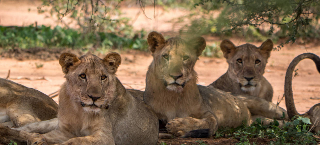 Freiwilligenarbeit mit Wildkatzen