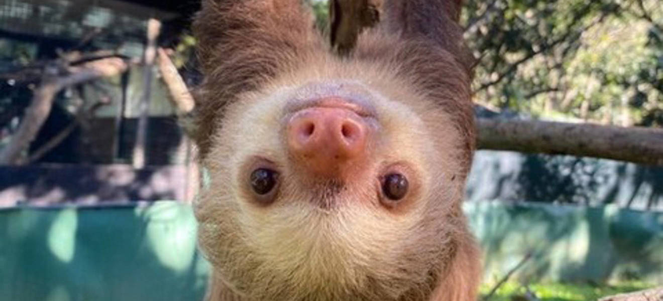 Volunteer with sloths abroad