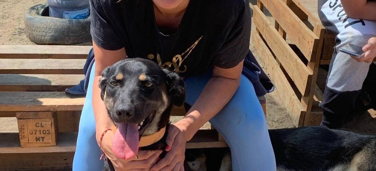 Straßenhunde in Viña del Mar