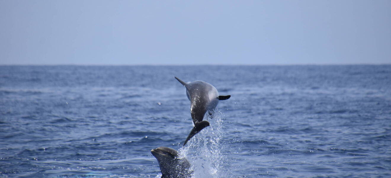 Freiwilligenarbeit mit Delfinen und Walen