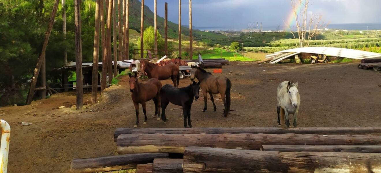 Volunteering mit Pferden