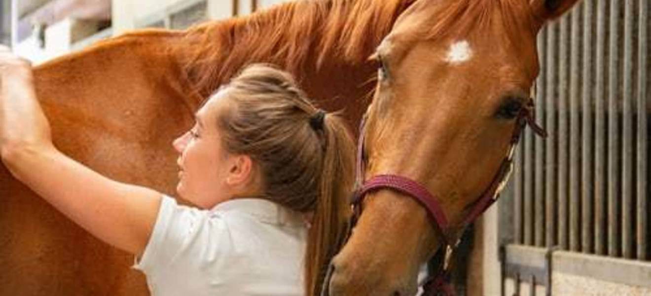 Volunteering im Bereich Reiten