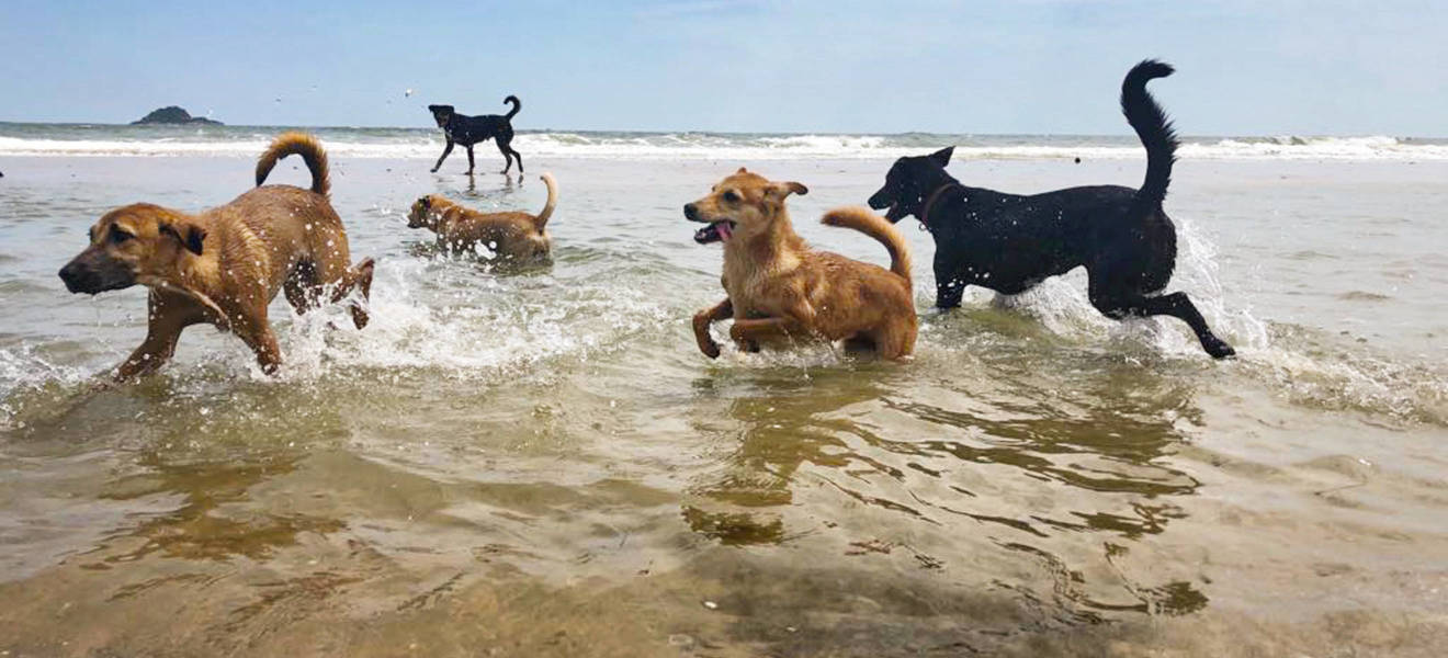 Straßenhunde im Volunteer Projekt in Thailand