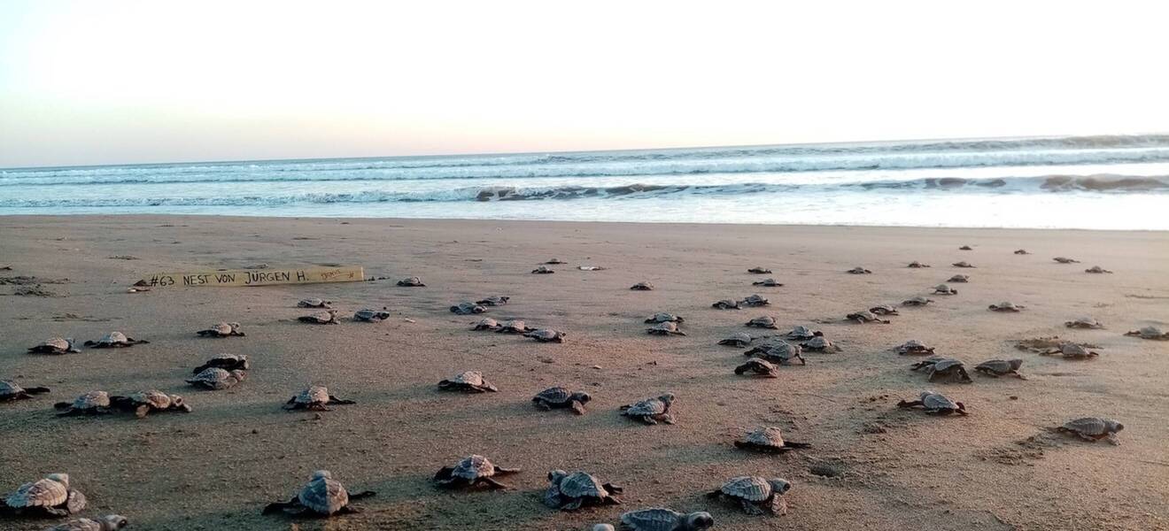 Turtles on Chinandega beach