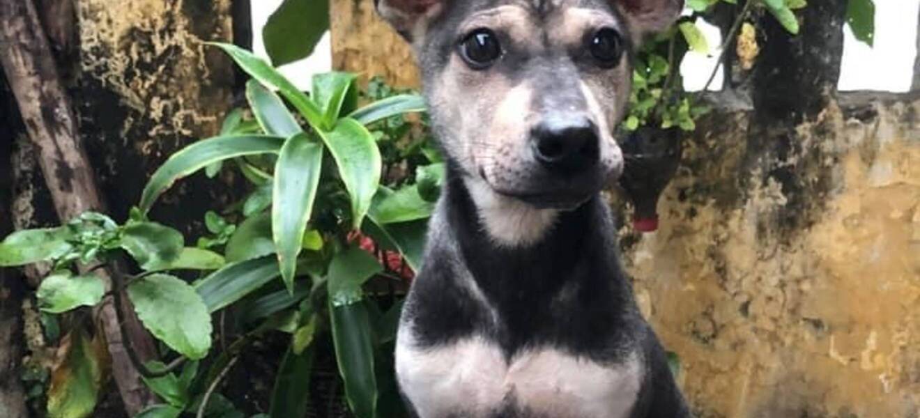 Setzte dich für das Wohl der Tiere im Großraum Hanoi in Vietnam ein!