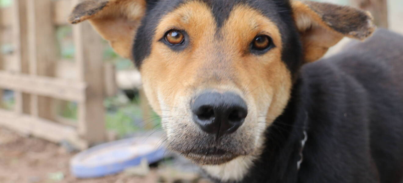 Dein erster Tag im Tierschutz Projekt in Vietnam