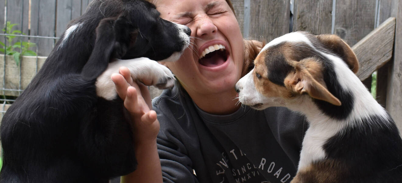 Tierrettung im Ausland - Straßenhunde schützen in Rumänien