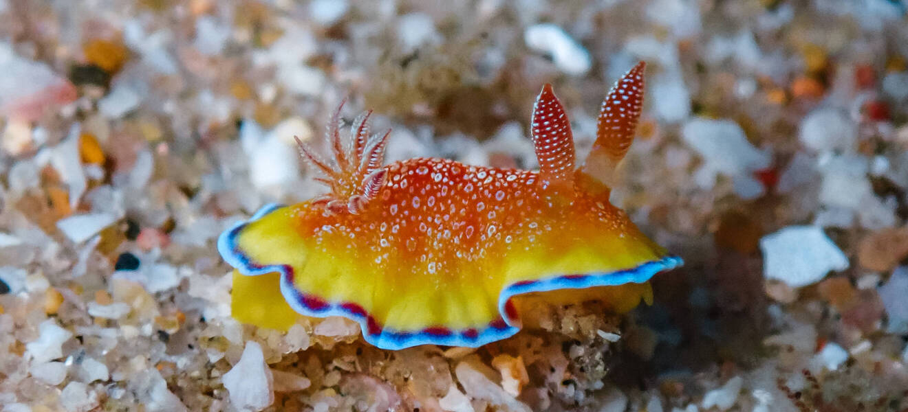 Südafrika Nudibranch