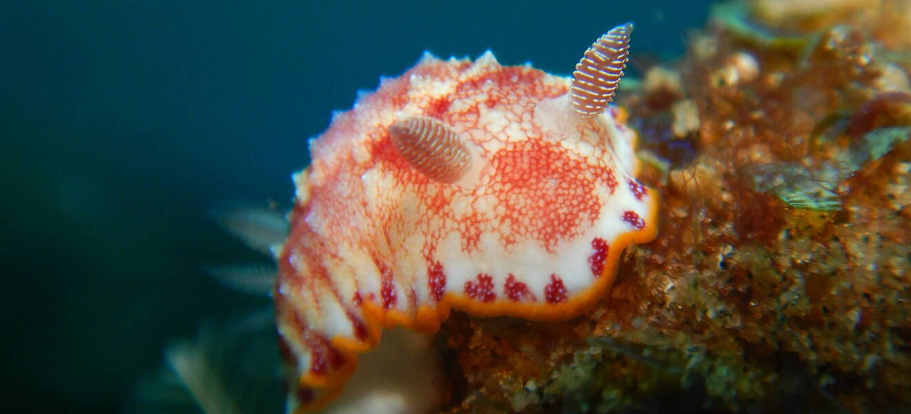 Südafrika Nudibranches im Projekt