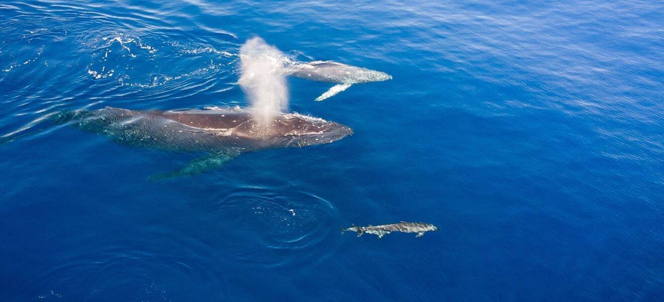 Freiwilligenarbeit - Schutz von Walen und Delfinen