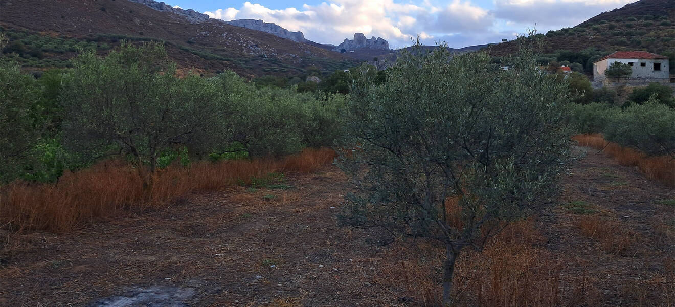 Olivenbäume auf der Farm