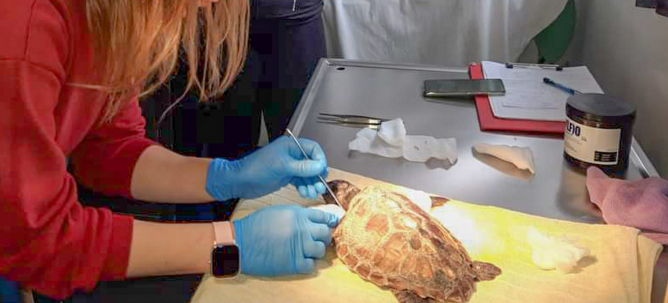 Freiwilligenarbeit für den Schutz von Schildkröten