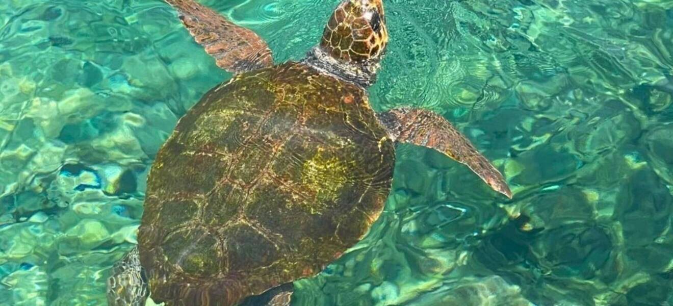 Wasserschildkröten retten