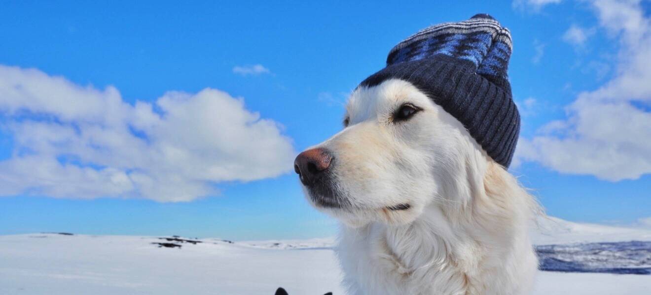 Husky im Gruppenprojekt in Schweden 