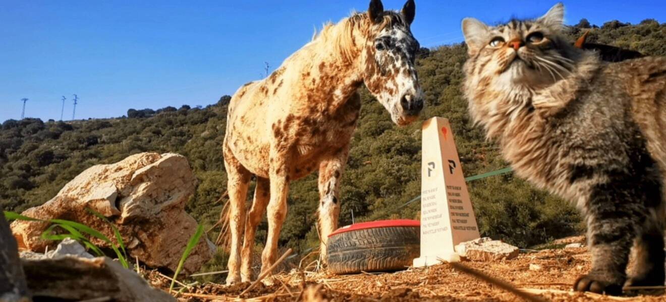 Andalusien Tiere im Projekt