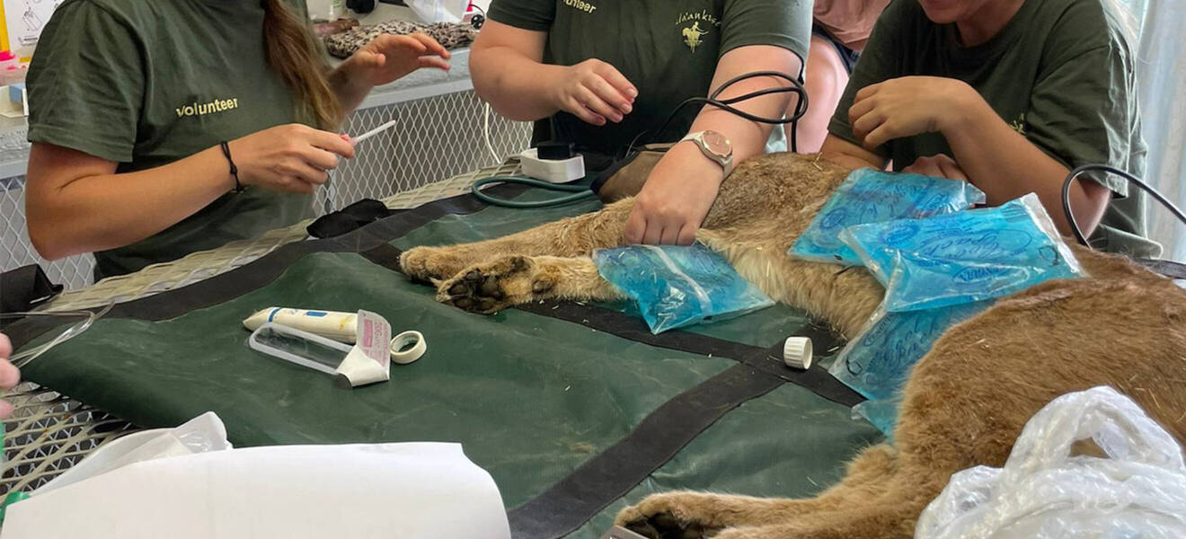 Namibia - Freiwilligenarbeit in der Tiermedizin