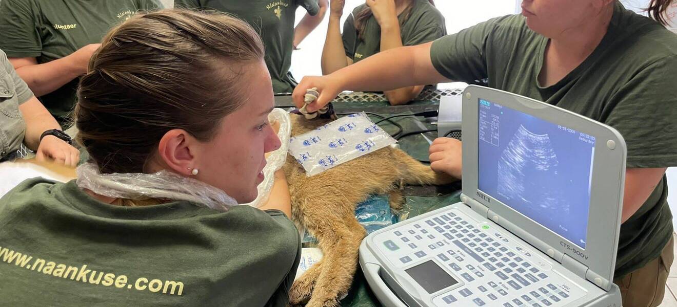 Aufgaben als Volunteer - Tierschutz in Namibia