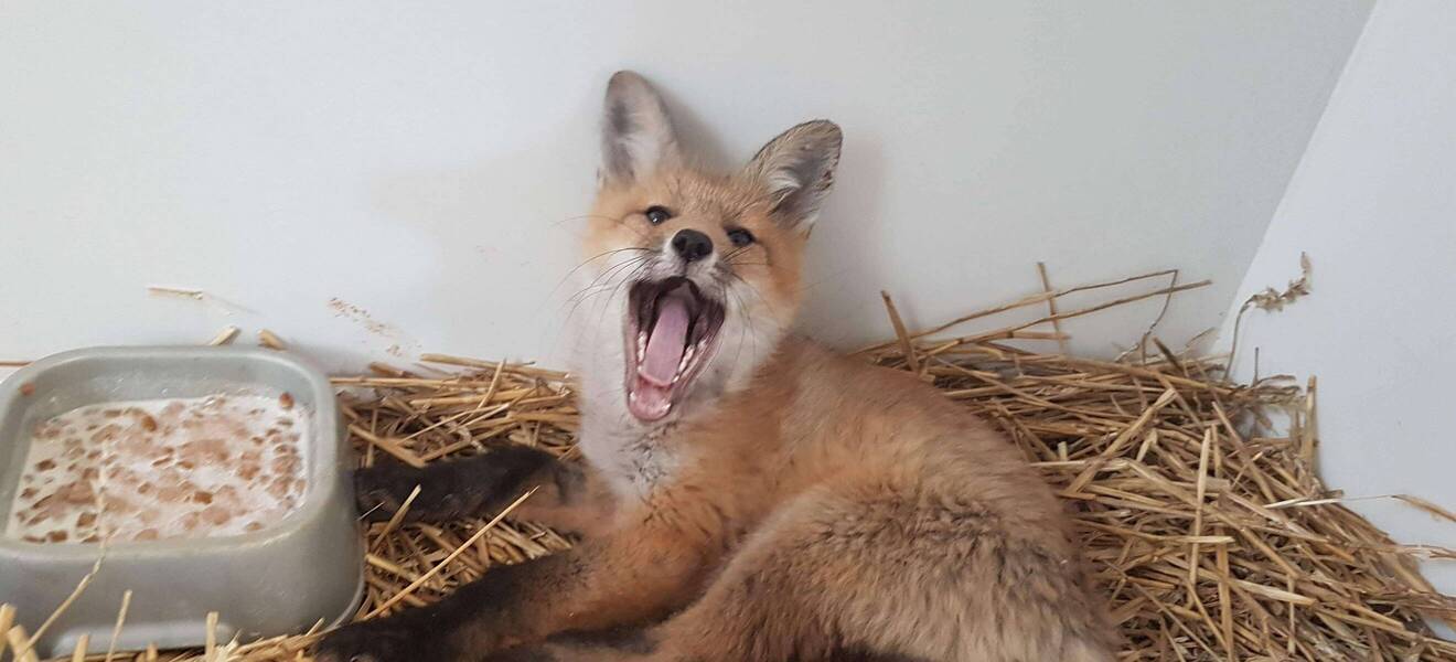 Fuchs im Wildlife-Center in Kanada