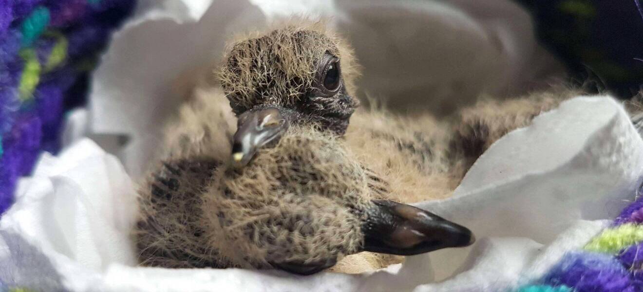 Vogel im Wildlife-Center in Kanada