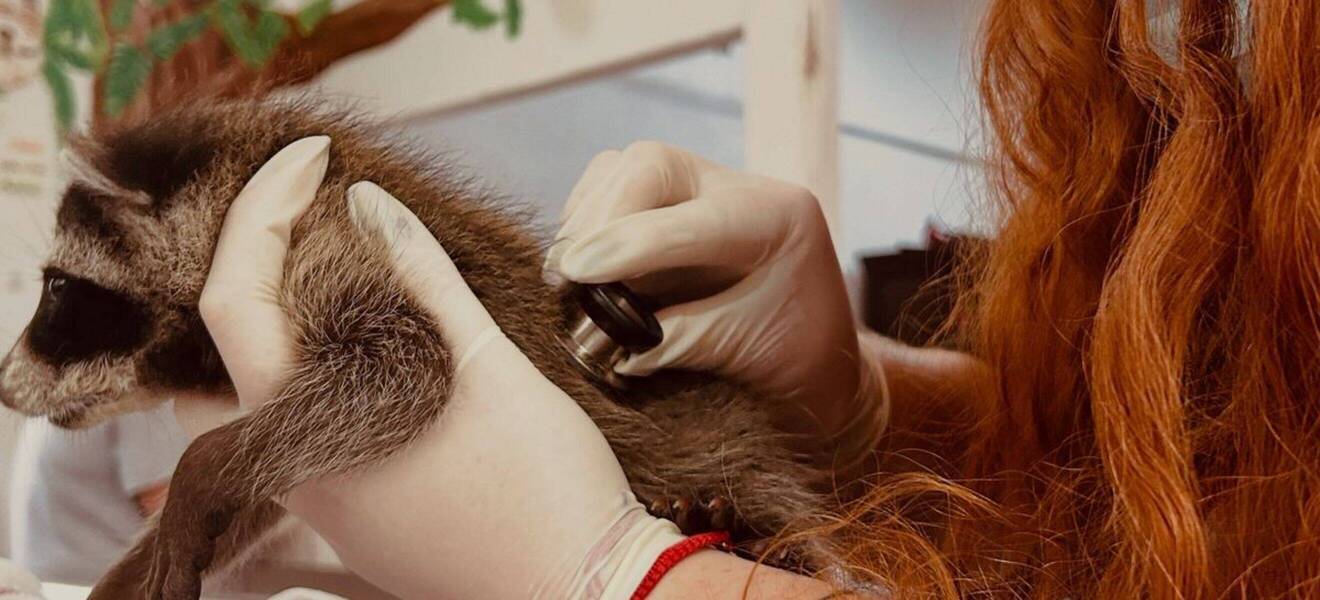 Freiwilligenarbeit mit Wildtieren in Südamerika