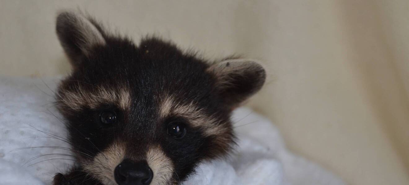 Rettungsstation Kanada Volunteering