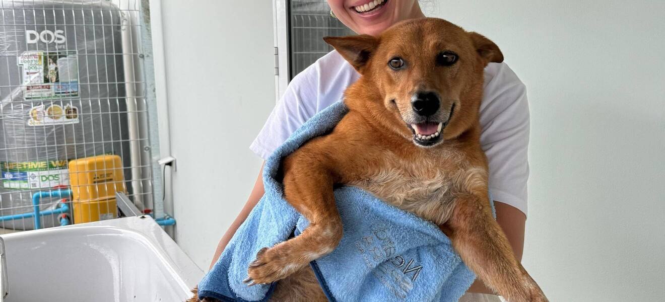 Arbeit im Tierschutz Projekt