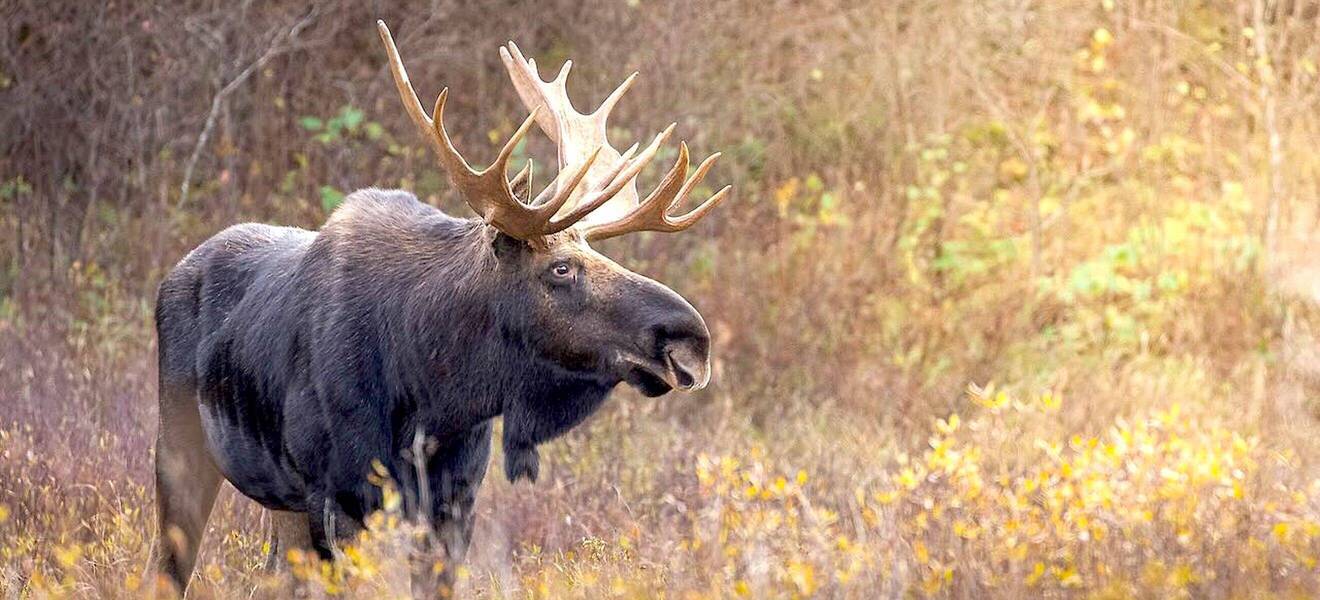 Elch bei der Wildlife-Station in Ontario