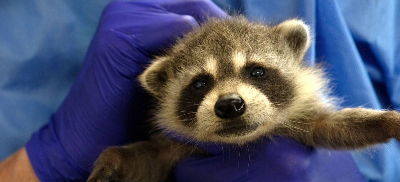Waschbär im Wildtierprojekt in Kanada