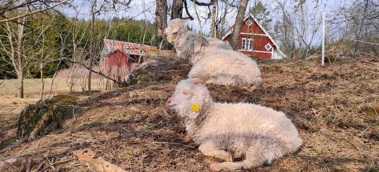 Schafe auf der Farm in Schweden