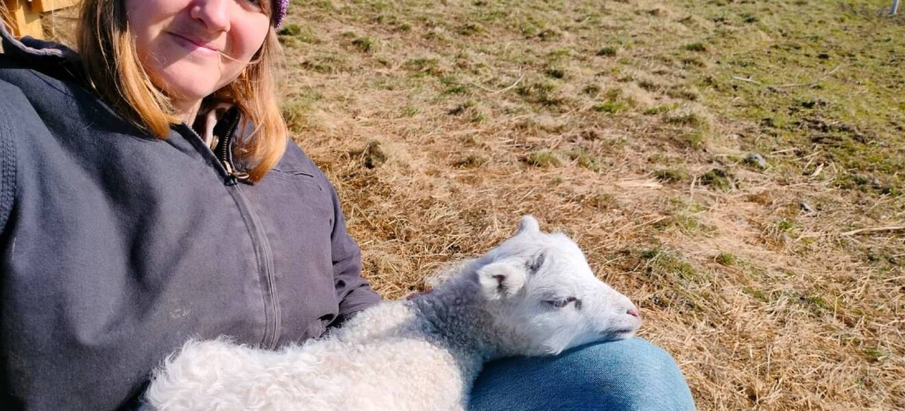 Volunteer und ein Lamm auf der Farm