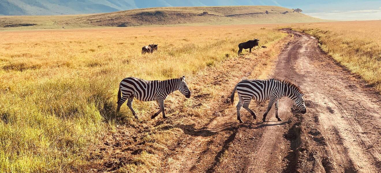 Safari-Tour auf einer Gruppenreise